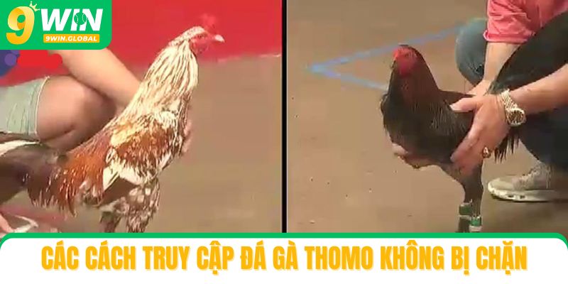 Các cách truy cập đá gà Thomo không bị chặn