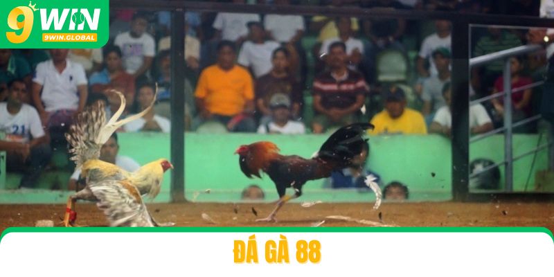 Đá Gà 88 – Cùng Tận Hưởng Cảm Xúc Khi Xem Gà Đấu Chân Thực