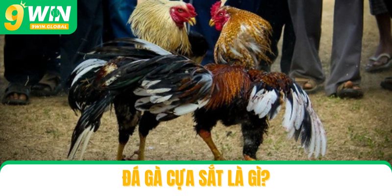 Đá gà cựa sắt là gì mà khiến cộng đồng mê mẩn?