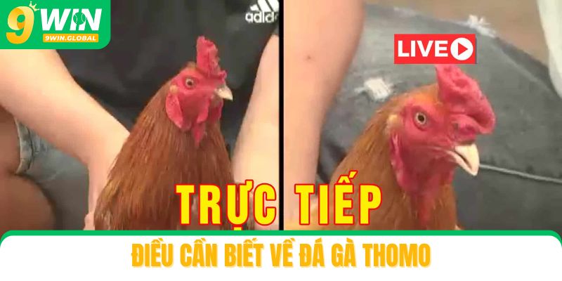 Điều cần biết về đá gà Thomo
