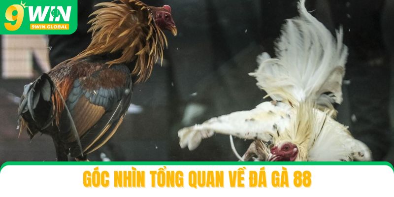 Góc nhìn tổng quan về đá gà 88 trực tuyến hiện nay