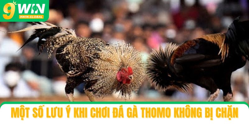 Một số lưu ý khi chơi đá gà Thomo không bị chặn